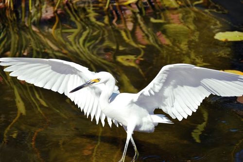 Birds in Flight photo