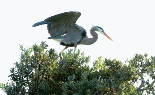 Avian Poses photo